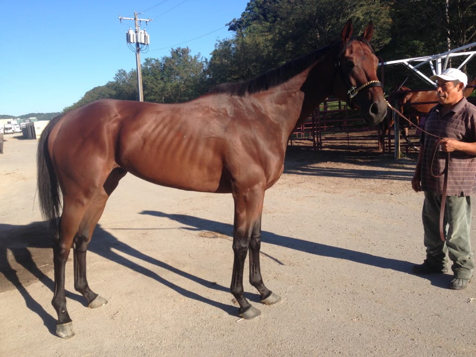 "Warrior" Thoroughbred horse for sale from Bits & Bytes Farm